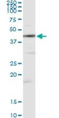 Western Blot: Creatine Kinase, Muscle/CKMM Antibody (2F3-B11) [H00001158-M06]