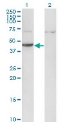Western Blot: Creatine Kinase, Muscle/CKMM Antibody (2F3-B11) [H00001158-M06]