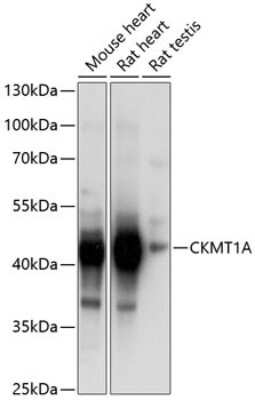 Western Blot: Creatine kinase MT 1A AntibodyBSA Free [NBP3-05671]