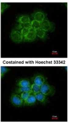 Immunocytochemistry/ Immunofluorescence: Crk Antibody [NBP1-32044]
