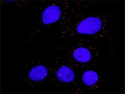 Immunocytochemistry/ Immunofluorescence: CrkL Antibody (4B5) [H00001399-M03]