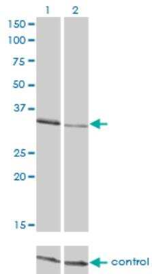 Western Blot: CrkL Antibody (4B5) [H00001399-M03]