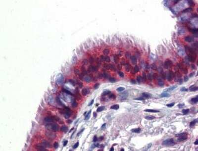 Immunohistochemistry-Paraffin: Crossveinless-2/CV-2/BMPER Antibody [NBP1-58041]