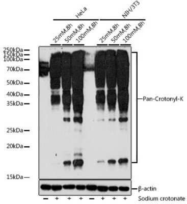 Western Blot: Crotonyl-Lysine AntibodyAzide and BSA Free [NBP3-16031]