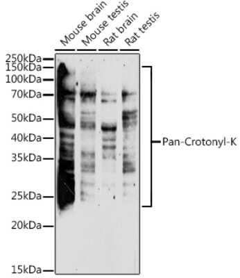 Western Blot: Crotonyl-Lysine AntibodyAzide and BSA Free [NBP3-16031]