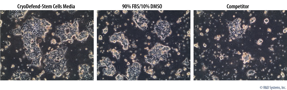 Morphology of Human Embryonic Stem Cells Following Cryopreservation in CryoDefend® Stem Cells Media, Conventional Freezing Media, or Freezing Media from a Competitor.