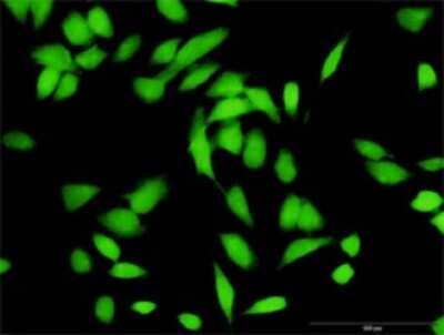 Immunocytochemistry/ Immunofluorescence: Cullin 1 Antibody [H00008454-D01P]