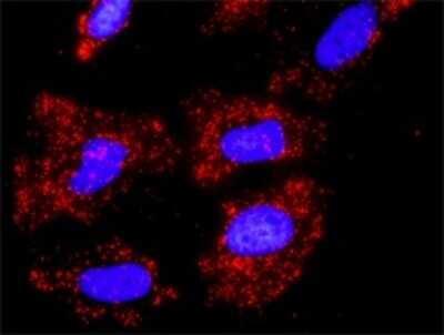 Proximity Ligation Assay: Cullin 1 Antibody [H00008454-D01P]