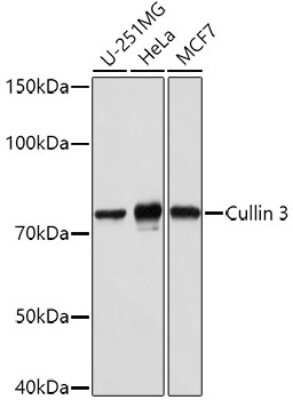 Western Blot: Cullin 3 AntibodyAzide and BSA Free [NBP2-92872]