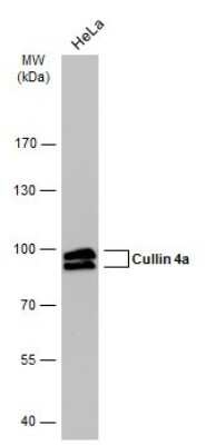 Western Blot: Cullin 4a Antibody (GT885) [NBP3-13594]