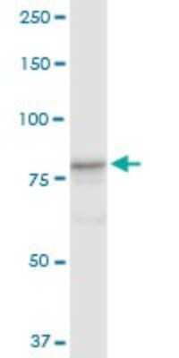 Western Blot: Cullin 4a Antibody [H00008451-D01P]