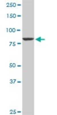 Western Blot: Cullin 4a Antibody [H00008451-D01P]