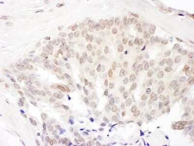 Immunohistochemistry-Paraffin: Cullin 5 Antibody [NBP1-22970]