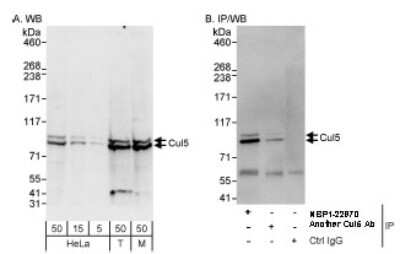 Western Blot: Cullin 5 Antibody [NBP1-22970]