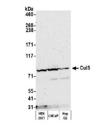 Western Blot: Cullin 5 Antibody [NBP1-22970]