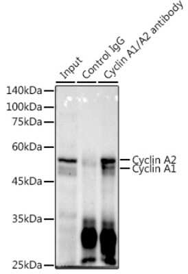 Immunoprecipitation: Cyclin A1/Cyclin A2 Antibody (10O1C8) [NBP3-16140]