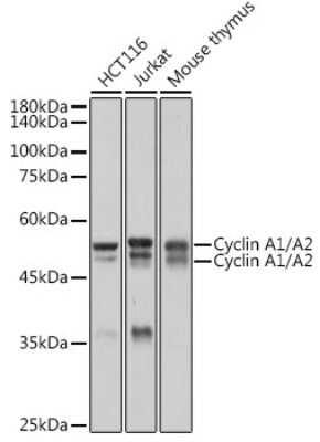 Western Blot: Cyclin A1/Cyclin A2 Antibody (10O1C8) [NBP3-16140]