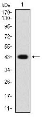 Western Blot: Cyclin A2 Antibody (6B4D11)BSA Free [NBP2-52436]