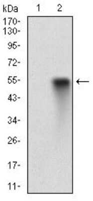 Western Blot: Cyclin A2 Antibody (6B4D11)BSA Free [NBP2-52436]