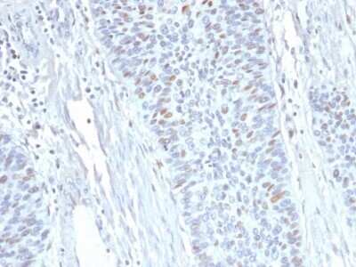 Immunohistochemistry-Paraffin: Cyclin A2 Antibody (E67) - Azide and BSA Free [NBP2-34613]