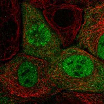 Immunocytochemistry/ Immunofluorescence: Cyclin A2 Antibody [NBP1-88156]