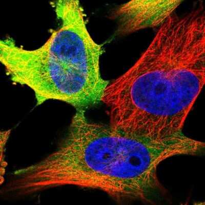 Immunocytochemistry/ Immunofluorescence: Cyclin B1 Antibody [NBP2-55200]