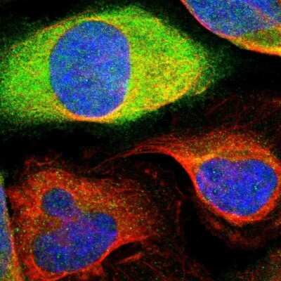 Immunocytochemistry/ Immunofluorescence: Cyclin B2 Antibody [NBP1-89657]