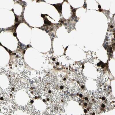 Immunohistochemistry-Paraffin: Cyclin B2 Antibody [NBP1-89657]