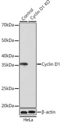 Knockout Validated: Cyclin D1 Antibody (7C8Z4) [NBP3-15627]