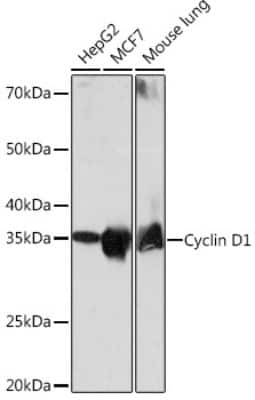 Western Blot: Cyclin D1 Antibody (7C8Z4) [NBP3-15627]
