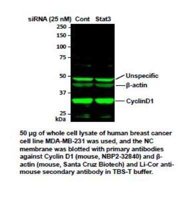 Western Blot: Cyclin D1 Antibody (SPM587) [NBP2-32840]