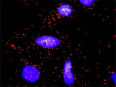 Proximity Ligation Assay: Cyclin D2 Antibody [H00000894-D01P]