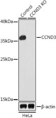 Knockout Validated: Cyclin D3 Antibody - Azide and BSA Free [NBP2-92937]