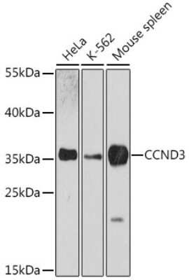 Western Blot: Cyclin D3 AntibodyAzide and BSA Free [NBP2-92937]