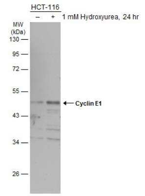 Western Blot: Cyclin E1 Antibody [NBP2-16055]