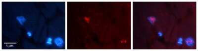 Immunohistochemistry-Paraffin: Cyclin G Antibody [NBP2-86608]