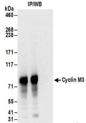 Immunoprecipitation: Cyclin M3 Antibody [NBP2-32134]