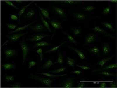 Immunocytochemistry/ Immunofluorescence: Cyclophilin 40 Antibody (4C7) [H00005481-M01]