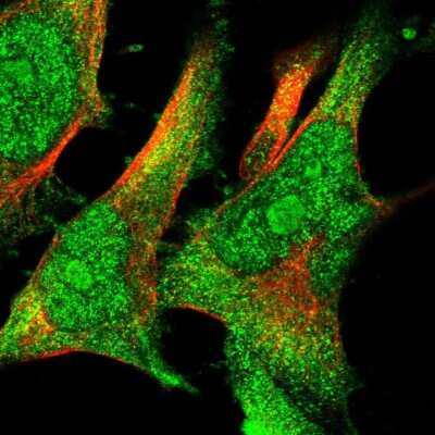 Immunocytochemistry/ Immunofluorescence: Cyclophilin 40 Antibody [NBP1-85364]