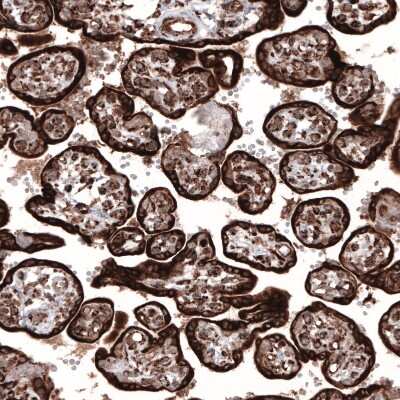 Immunohistochemistry-Paraffin: Cyclophilin B Antibody (CL3901) [NBP2-59781]
