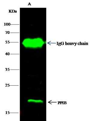 Immunoprecipitation: Cyclophilin B Antibody [NBP2-98906]
