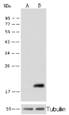 Western Blot: Cyclophilin B Antibody [NBP2-98906]