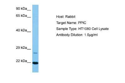 Western Blot: Cyclophilin C Antibody [NBP2-87237]