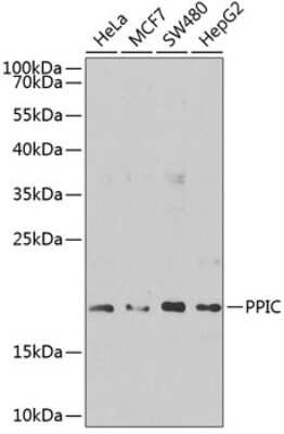 Western Blot: Cyclophilin C AntibodyBSA Free [NBP2-92841]