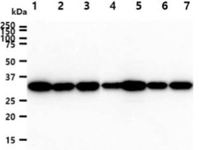Western Blot: Cyclophilin-E Antibody (17E8)BSA Free [NBP2-59502]