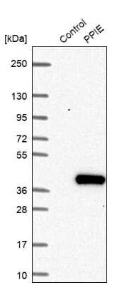 Western Blot: Cyclophilin-E Antibody [NBP1-85365]