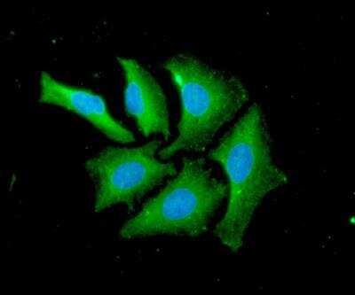 Immunocytochemistry/ Immunofluorescence: Cyclophilin-F Antibody (1F5) - BSA Free [NBP1-28608]