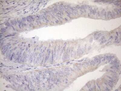Immunohistochemistry: Cyclophilin-F Antibody (OTI1G8) - Azide and BSA Free [NBP2-71551]
