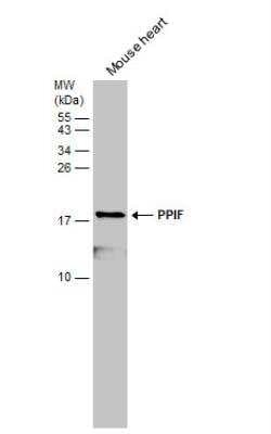 Western Blot: Cyclophilin-F Antibody [NBP2-15079]