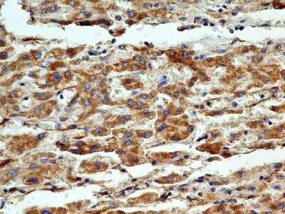 Immunohistochemistry-Paraffin: Cyr61/CCN1 Antibody (3A7.1B8) - Azide and BSA Free [NBP2-80685]